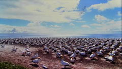  Nokia Lumia 800:   Windows Phone 