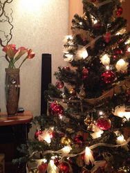  Nokia Lumia 800:   Windows Phone 