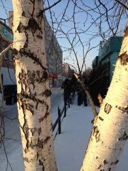  Nokia Lumia 800:   Windows Phone 