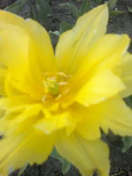  Nokia E7:    Symbian