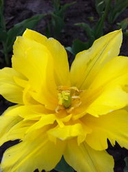  Nokia E7:    Symbian