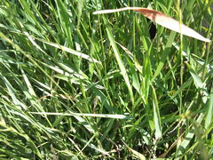  Sony Ericsson Xperia Neo:  