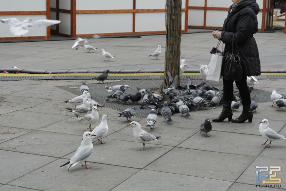 ISO 800, 72 , F/6.3, 1/125 c