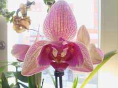  Samsung Galaxy Note:    