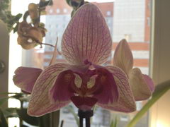  Samsung Galaxy Note:    