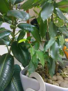  Nokia Asha 303:    QWERTY-