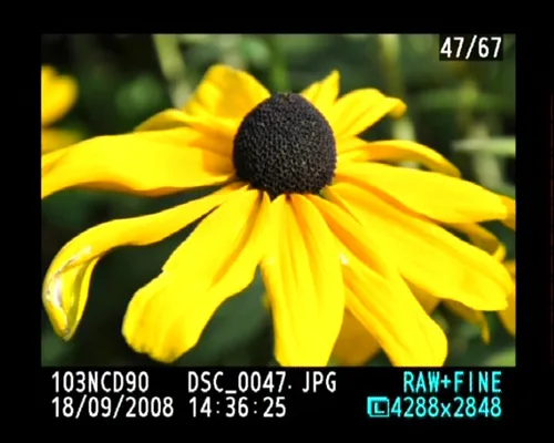 Nikon D90