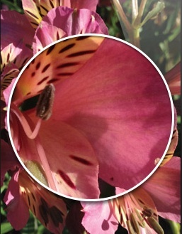 Apple Retina Display