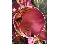 LG  Samsung        iPad 3