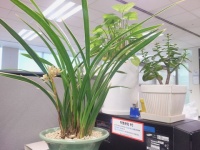   Samsung Galaxy S 3 (I9500)