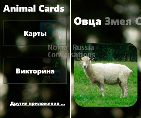 Animal Cards