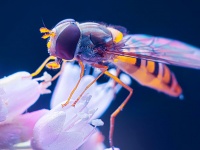   Aliexpress:  OUKITEL U20 plus     $89.99