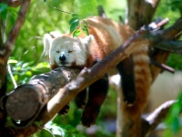 Firefox    -
