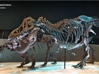 SMARTtech: 3D-���������� � �������� ��������