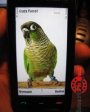Crazy Parrot v1.0  Symbian OS 9.4 S60 5th Edition  Symbian^3