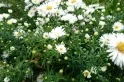 Обзор смартфона Sony Xperia X Dual (F5122) – золотая середина! — фото 9