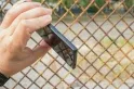 Обзор UMIDIGI Crystal - новые ощущения от пользования безрамочным смартфоном — фото 4